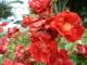 New style of roses