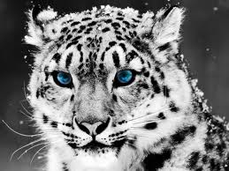 tigre