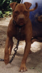 golden charlie1.JPG (278032 bytes)