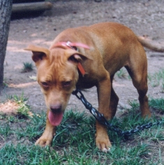 goldie.jpg (60K)