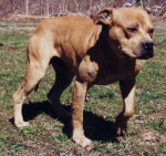jake-t.JPG (14404 bytes)
