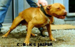 jasp1-t.jpg (10K)