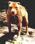 redrage1icon.jpg (47K)