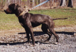 suzi-t.JPG (10689 bytes)