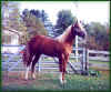 Charlies Easy Goer at 19 months!