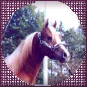 AQHA Stallion An Acceptable risk