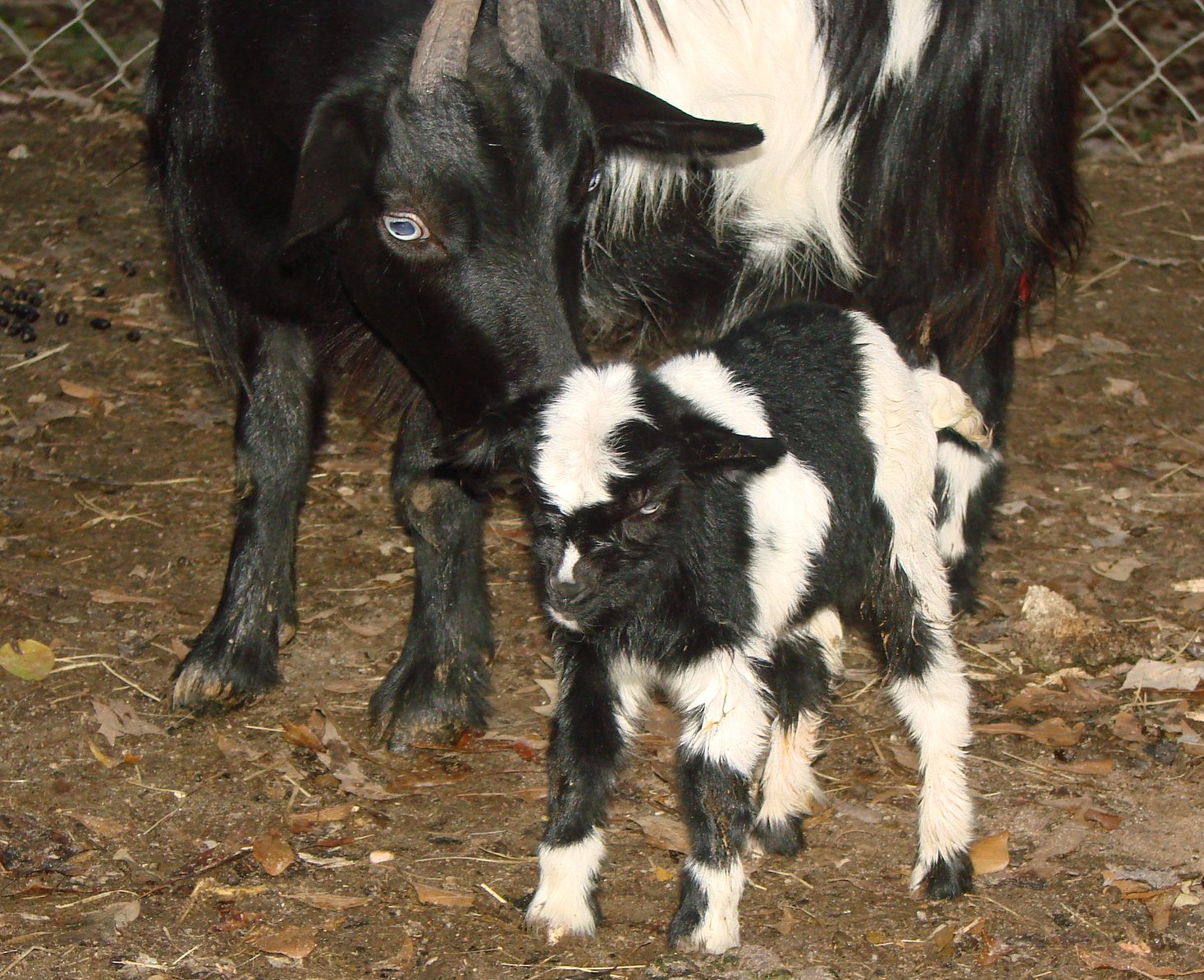 PRISSY W/BUCKLING