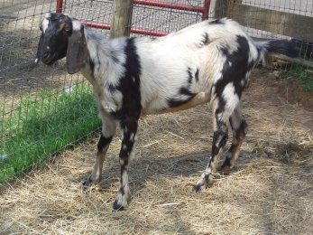 "MUDCAT" NUBIAN DOE