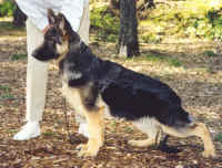 Schubertpuppy.jpg (58563 bytes)