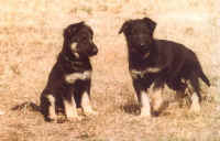 schubert puppies.jpg (27405 bytes)