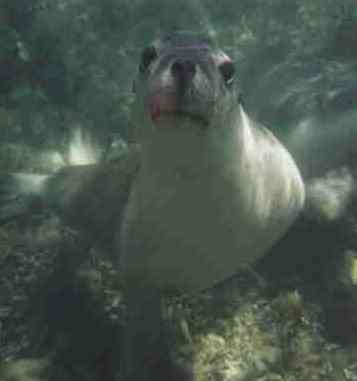 Official Seal of Officialness