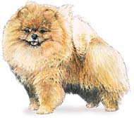 Pomeranian