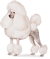 Standard Poodle