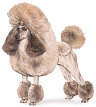 Miniature Poodle