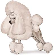 Toy Poodle