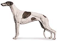 Greyhound