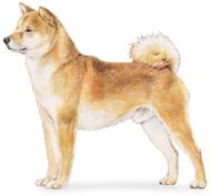 Shiba Inu
