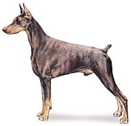 Doberman Pinscher 