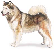 Alaskan Malamute