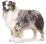Australian Shepherd