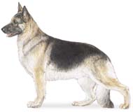 German Shepherd