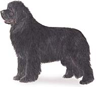 Newfoundland 
