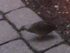 Favorite Animal: The Quail! Ohhhhhh....so cute!