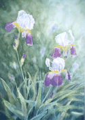 "Iris"
