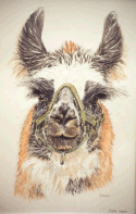 "Llama"