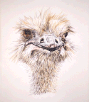 "Ostrich"