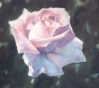 "Carol's Rose" 