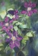 "Clematis"