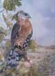 "Coopers Hawk"