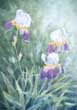 "Sue's Iris"