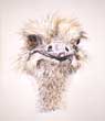 "Ostrich "