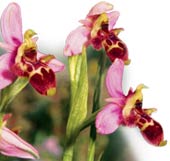 Orqu�deas abelhas-flores