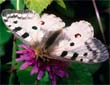 Borboleta