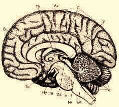 midsagittal section of the brain