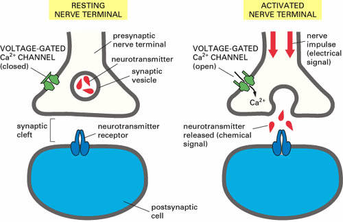 The Role of Ca2+ in the Presynaptic Terminal