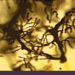 piriform cell dendrites boutons