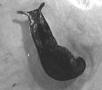 The Aplysia californicus sea slug
