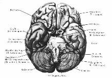 Ventral view of the brain