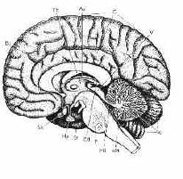 midsagittal section of the brain
