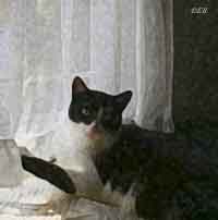 beau caught in the window