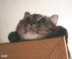 pixie lives on the edge
