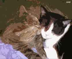 pixie kisses beau