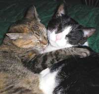 Cats