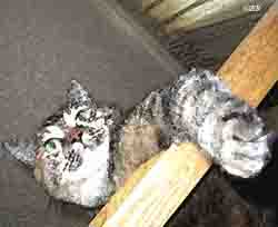 pixie lounging on the table