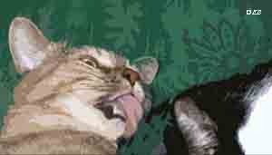 pixie washes beau