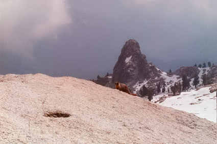 A hungry marmot on Alta Peak's summit (Tharps Rocks behind marmot)